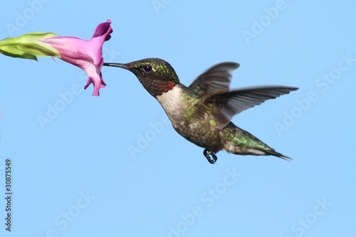 mezczyzna-hummingbird-ruby-throated-archilochus-colubris