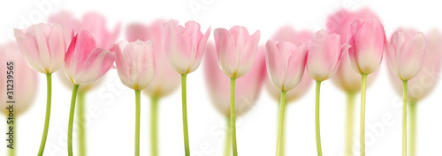 do-kuchni-z-motywem-tulipanow