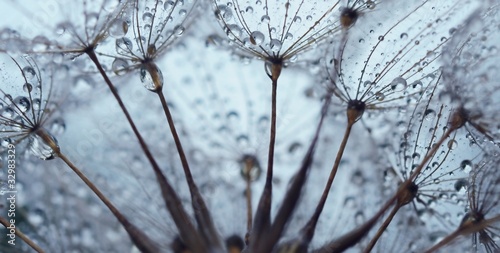 Fototapeta Dandelion seed with drops