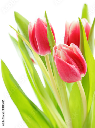 tulipany