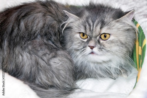 400_F_33228978_pHiswIygCxsdPmGmaaWSB3h8W