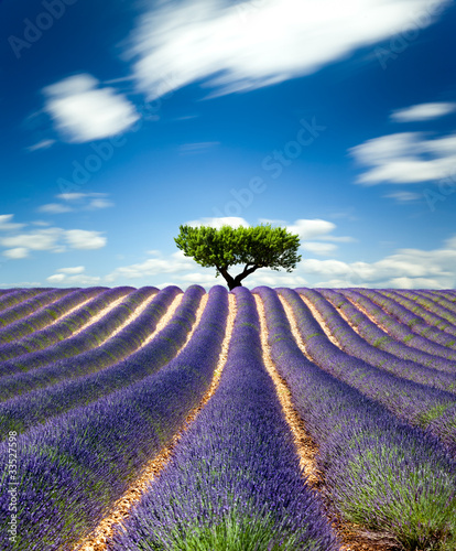 provence-lavender-france-lawendowe-pole-w-prowansji