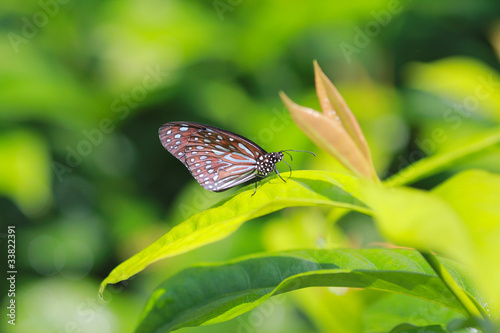 Fototapeta Tropical butterfly