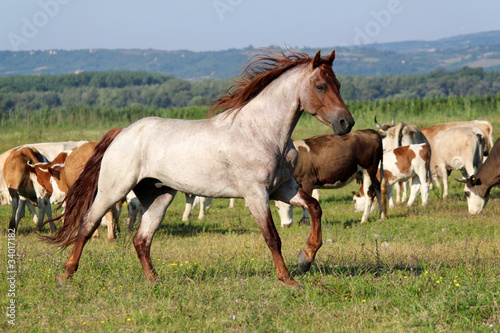 ogiera-biegnacego-przez-pole