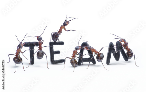 Lacobel ants constructing word team with letters, teamwork