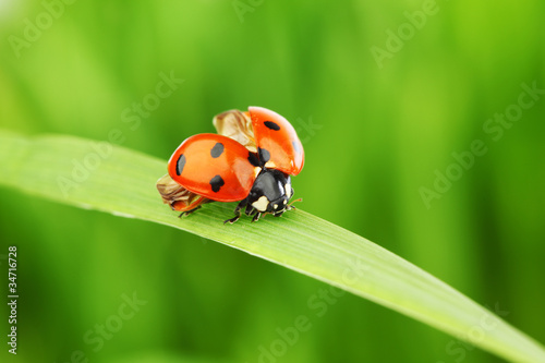 Fototapeta ladybug on grass