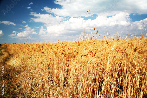 Fototapeta wheat background