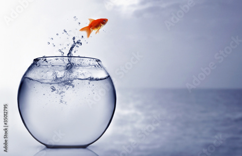 Fototapeta Goldfish jumping into the sea