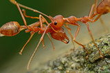 Macro - Ant