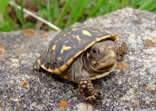 Baby (neonate) Ornate Box Turtle, Terrepene ornata | Buy Photos | AP ...