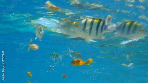 Fototapeta Tropical fishes