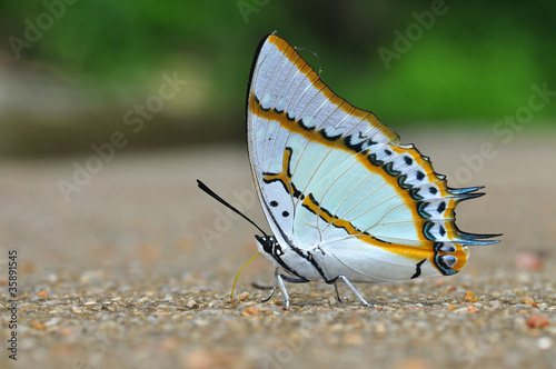 Fototapeta Great Nawab butterfly
