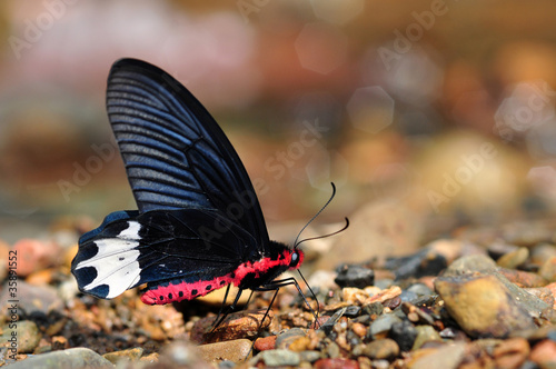Lacobel Burmese Batwing butterfly