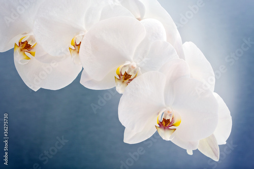 biale-klejnoty-phalaenopsis