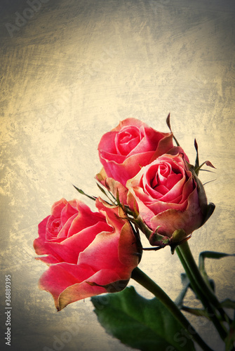 dzikie-roze-pocztowka-vintage