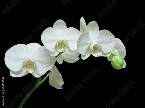 biala-orchidea-na-czarnym-tle