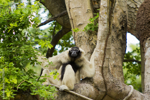 bialy-gibbon-na-drzewie-khao-kheow-otwarty-zoo-tajlandia