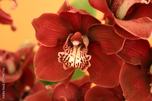 orchidea-phalaenopsis
