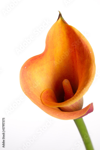 orange-calla-lilie-zantedeschia-nad-bialym