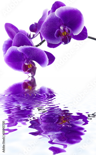 Fototapeta orchidée pourpre