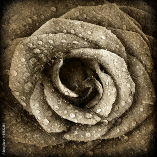 sepia-rozy-tlo
