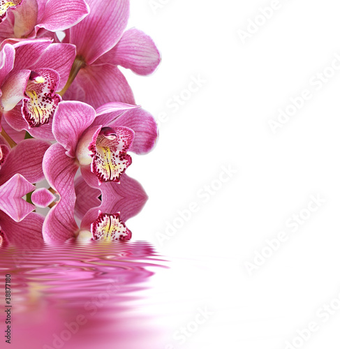 Fototapeta Orchideen, Cymbidium, Wellness