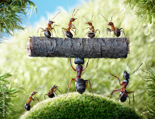 Fototapeta mighty ant camponotus herculeanus and team formica rufa