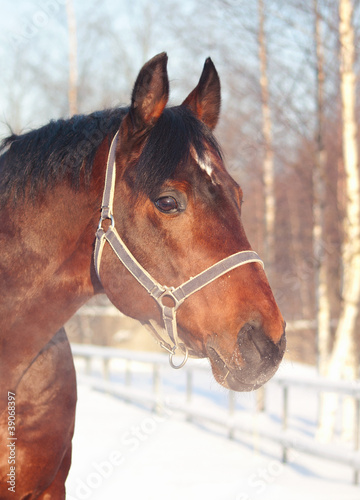 portret-zimowy-konia-zatoki