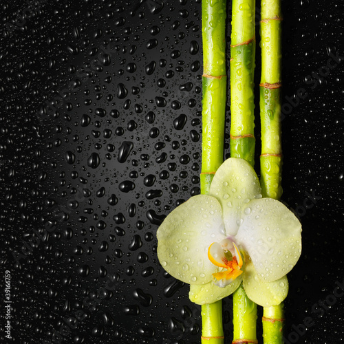 bambus-i-orchidea