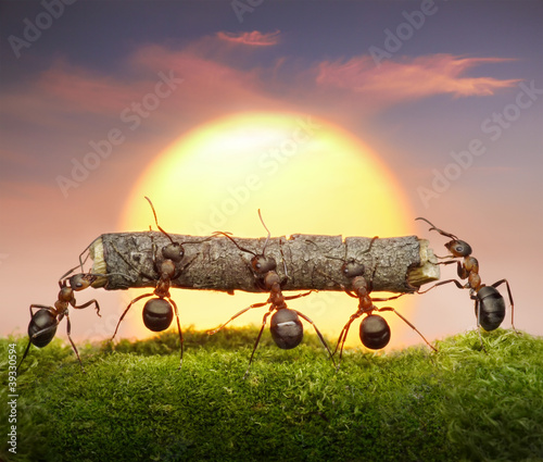  team of ants carry log on sunset, teamwork concept
