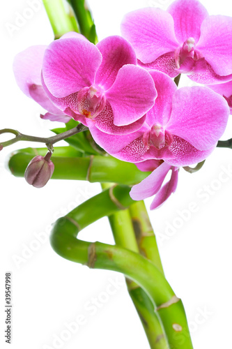 piekni-purpurowi-orchidea-kwiaty-i-bambus-odizolowywajacy