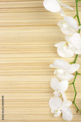 orchidea-na-macie