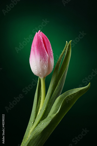 tulipan-z-kropli-wody-na-ciemnozielonym-tle
