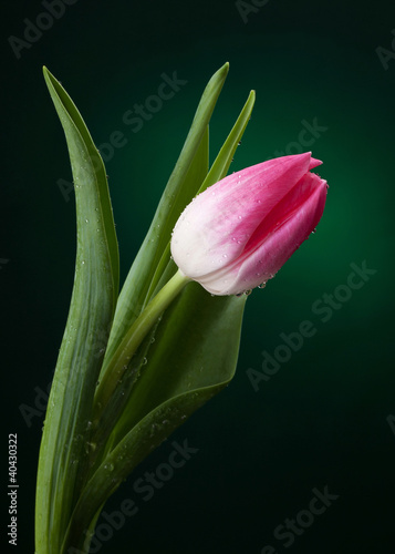 tulipan-z-kropli-wody-na-ciemnozielonym-tle