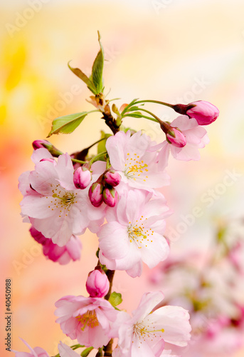 japonska-wisnia-na-wiosne