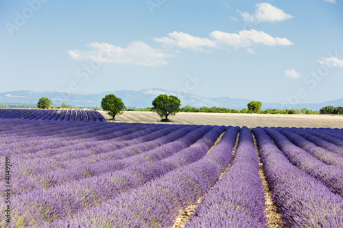 lawendowe-pole-plateau-de-valensole-prowansja-francja