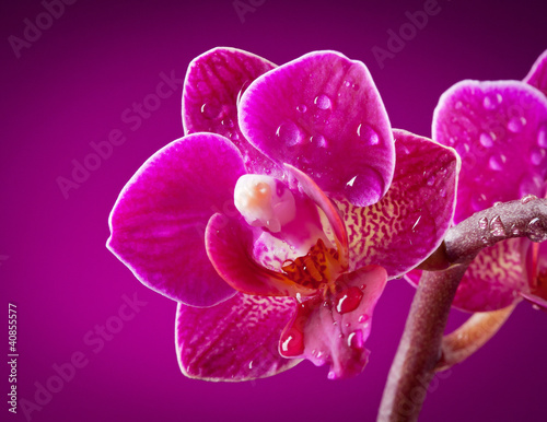 orchidee-na-rozowym-tle