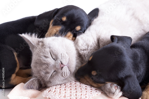 Fototapeta British kitten rare color (lilac) and puppies dachshund