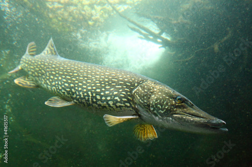  Underwater photo of a big Pike (Esox Lucius).