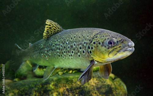 Lacobel Underwater photo of The Brown Trout (Salmo Trutta).