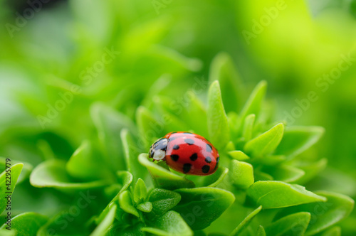 Lacobel Ladybug on green garden