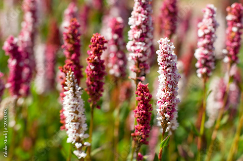 calluna-vulgaris-wrzos