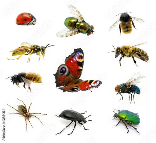 Fototapeta Set of insects