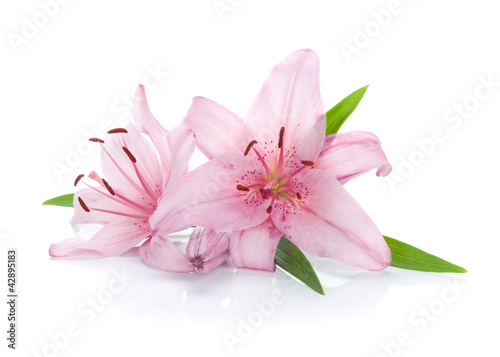 Fototapeta Two pink lily