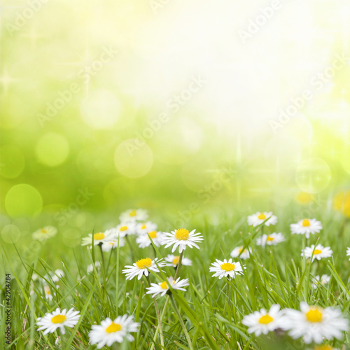 Fototapeta Daisy flowers on meadow floral abstract background