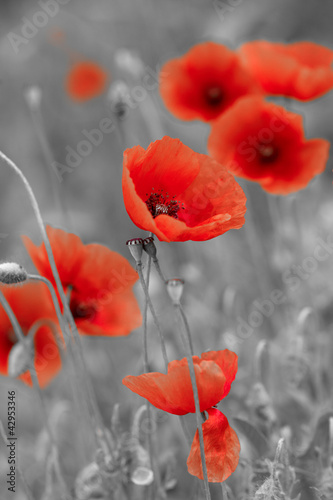  red poppies on b/w field