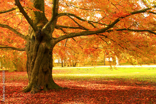 Herbstbaum