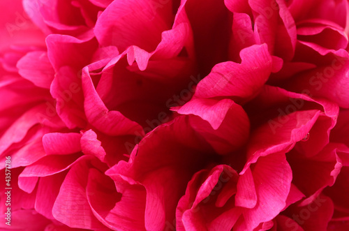 beautiful pink peony close up