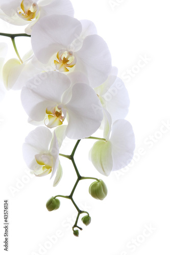 biala-orchidea-odizolowywajaca-na-bielu