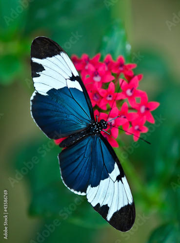Fototapeta Sara Longwing (Heliconius sara) butterfly